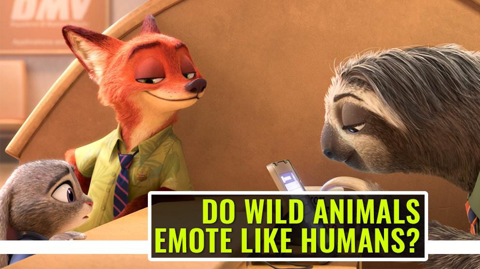 Do Wild Animals Emote Like Humans? What Is Anthropomorphism? - Petmoo