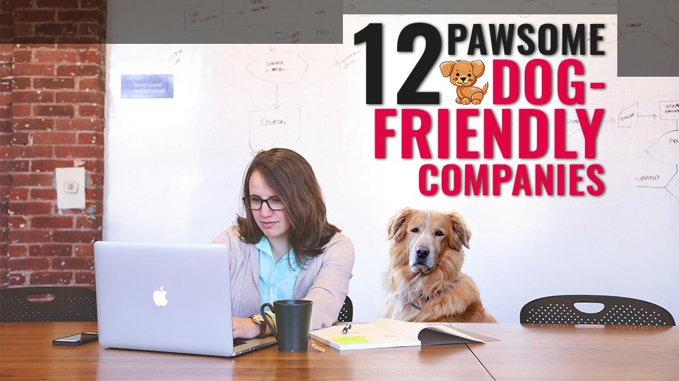 pawsome doggy daycare