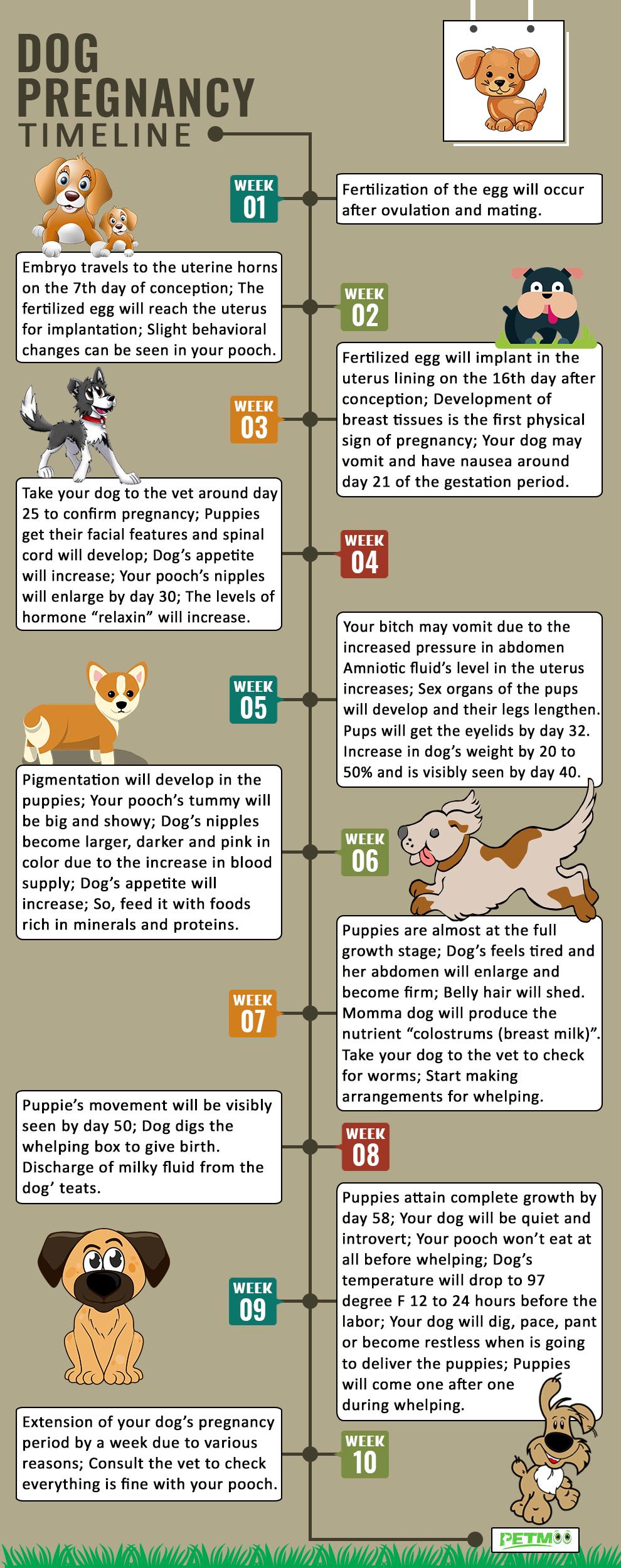 Dog Pregnancy Timelines