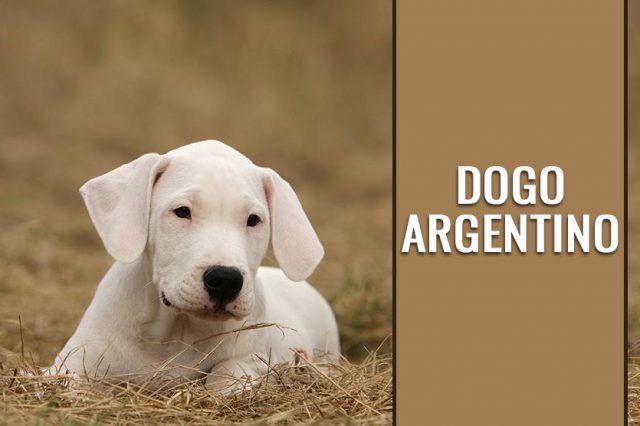 Dogo Argentino