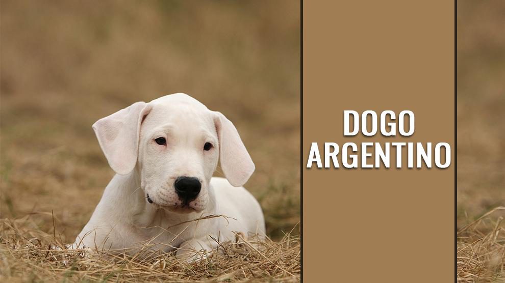 Dogo Argentino