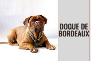 Dogue de Bordeaux