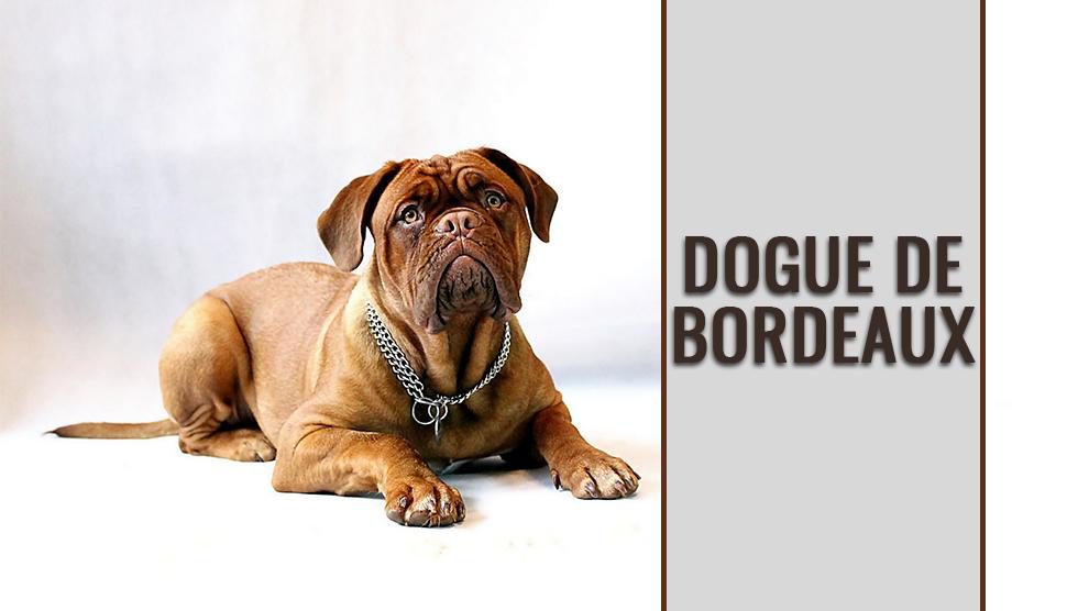 Dogue de Bordeaux