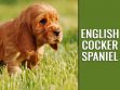 English Cocker Spaniel