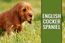 English Cocker Spaniel