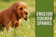 English Cocker Spaniel