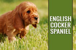 English Cocker Spaniel