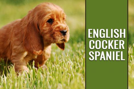 English Cocker Spaniel