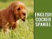 English Cocker Spaniel