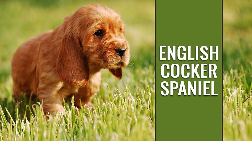 English Cocker Spaniel