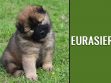 Eurasier