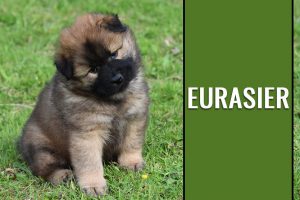 Eurasier