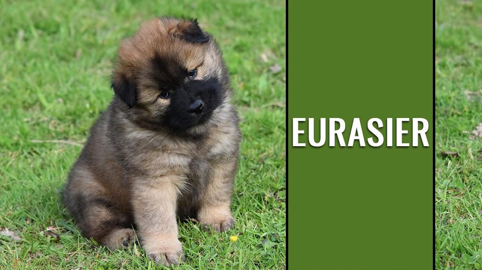 eurasier dog breed