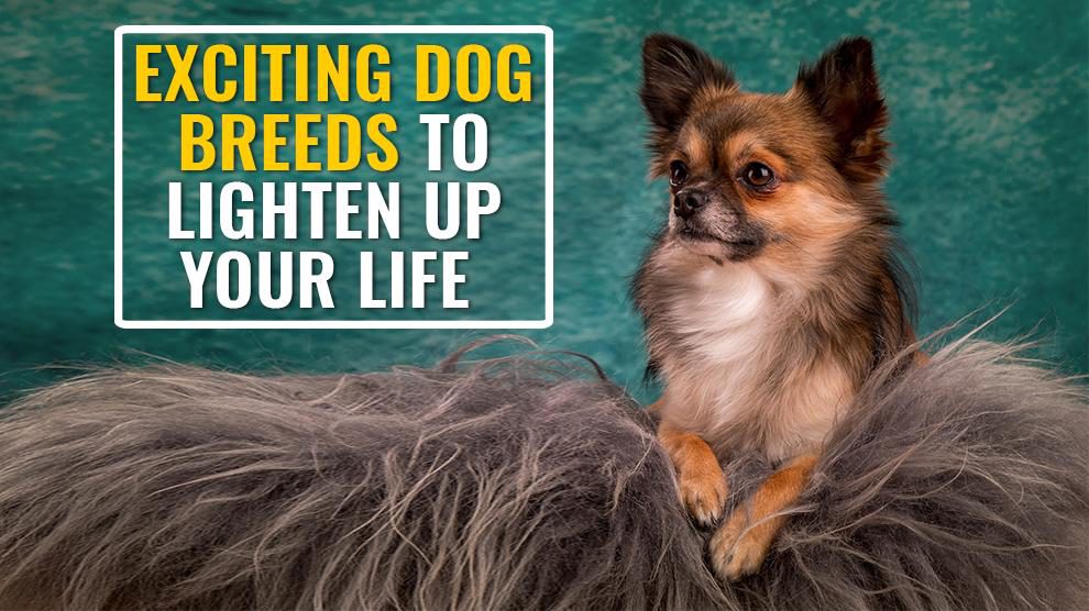 Dog Breeds To Lighten Up Your Life