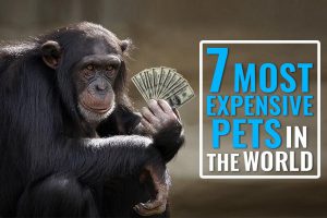 Most Expensive Pets in the World