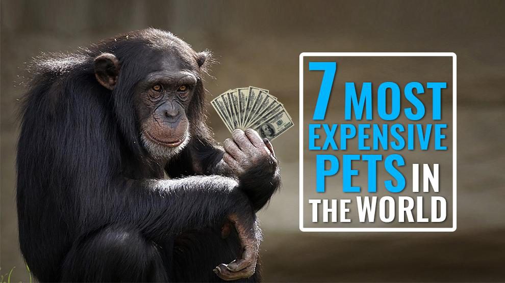 Most Expensive Pets in the World