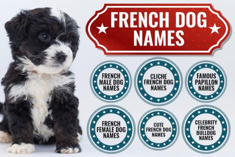 French Dog Names