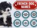 French Dog Names