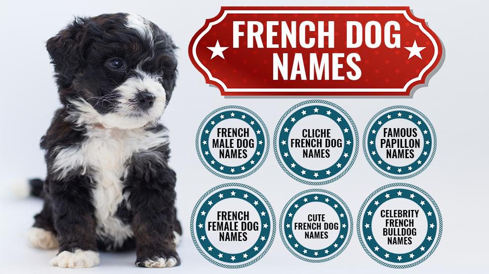 125 Fantastic French Dog Names With Meanings Petmoo