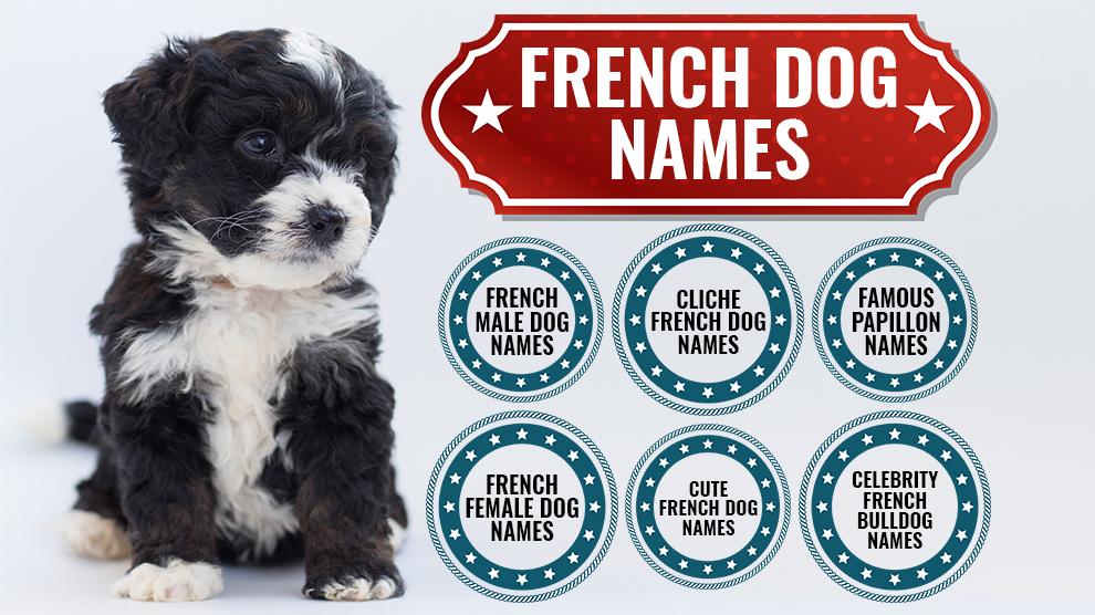 125+ Fantastic French Dog Names With Meanings - Petmoo