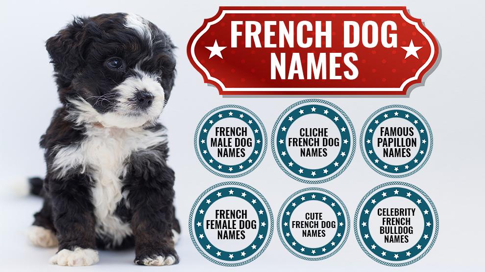 top 10 french bulldog names