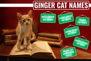 Ginger Cat Names
