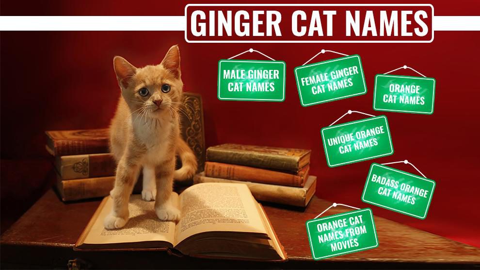 Ginger Cat Names