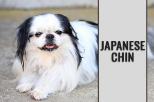 Japanese Chin