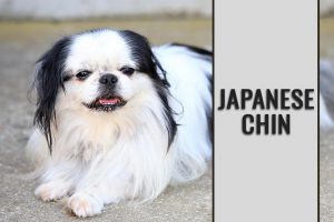 Japanese Chin