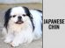 Japanese Chin