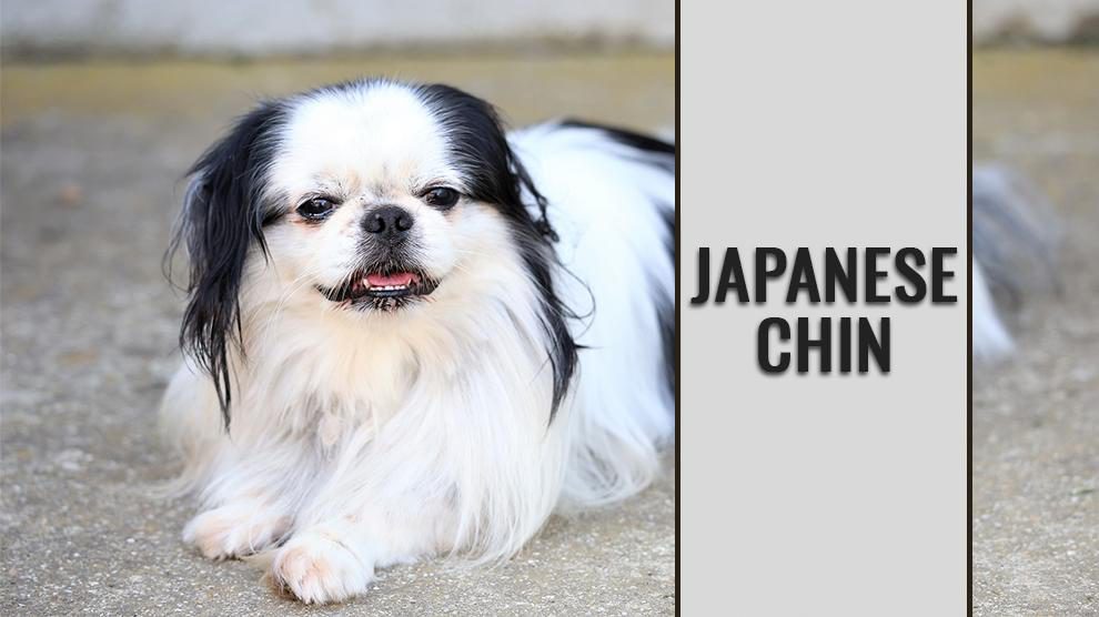 Japanese Chin