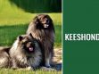 Keeshond
