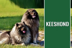 Keeshond