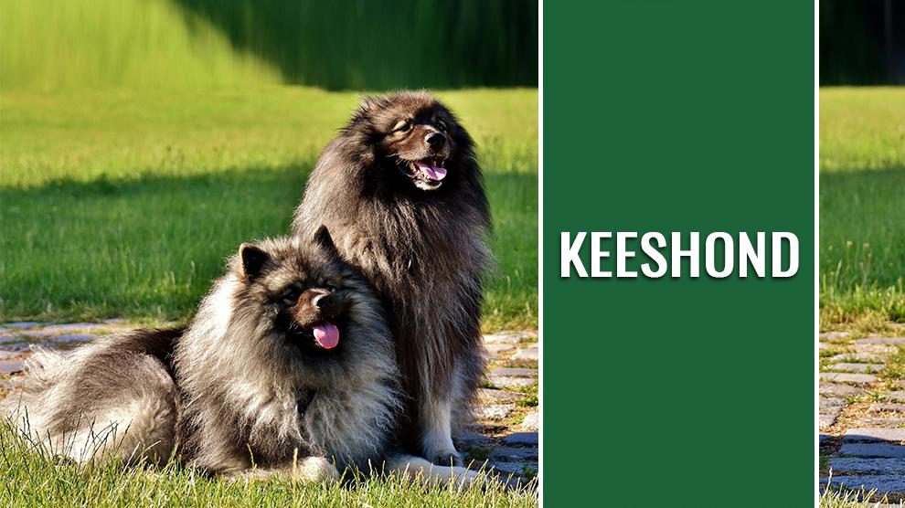 Keeshond