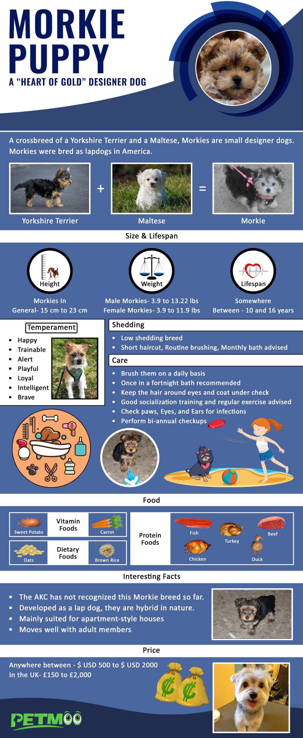 Morkie Puppy Infographic