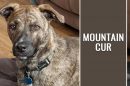 Mountain Cur