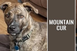 Mountain Cur