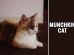 Munchkin Cat