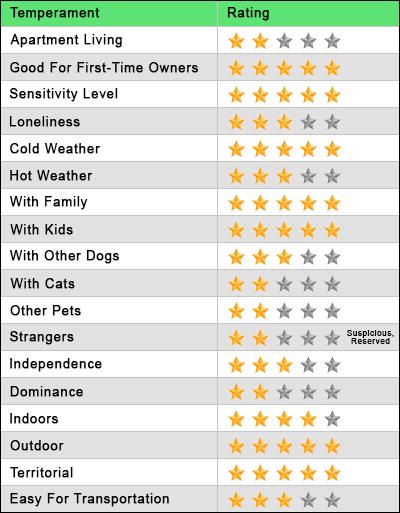 Pitbull Lab Mix Temperament