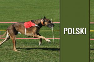 Chart Polski - Polish Greyhound