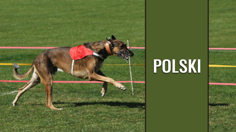 Chart Polski - Polish Greyhound