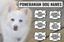 Pomeranian Dog Names