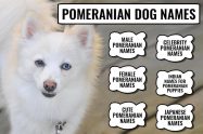 Pomeranian Dog Names