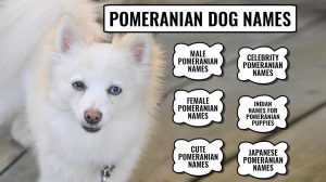 Pomeranian Dog Names