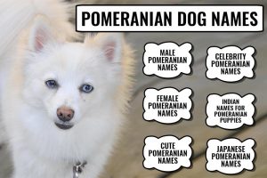 Pomeranian Dog Names