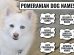 Pomeranian Dog Names