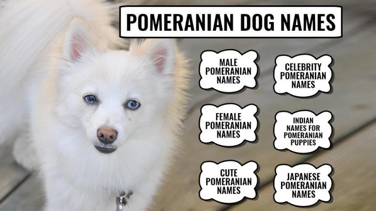 110 Best Pomeranian Dog Names With Meanings Petmoo 110 Best Pomeranian Dog Names With Meanings Petmoo