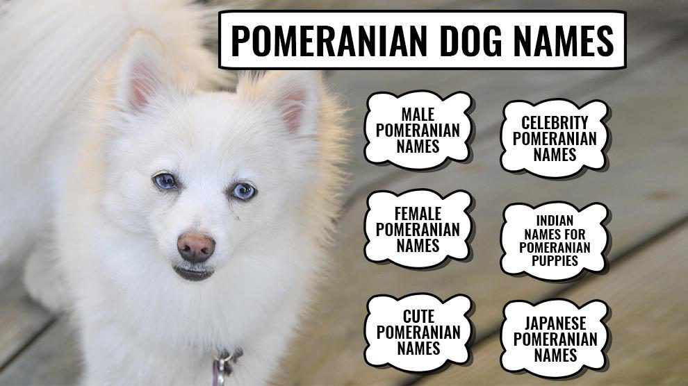 Pomeranian Dog Names