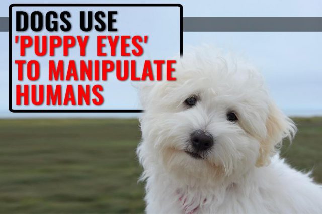 Puppy Eyes Are True And Your Dog Uses It To Manipulate You