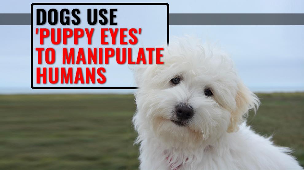 Puppy Eyes Are True And Your Dog Uses It To Manipulate You - Petmoo